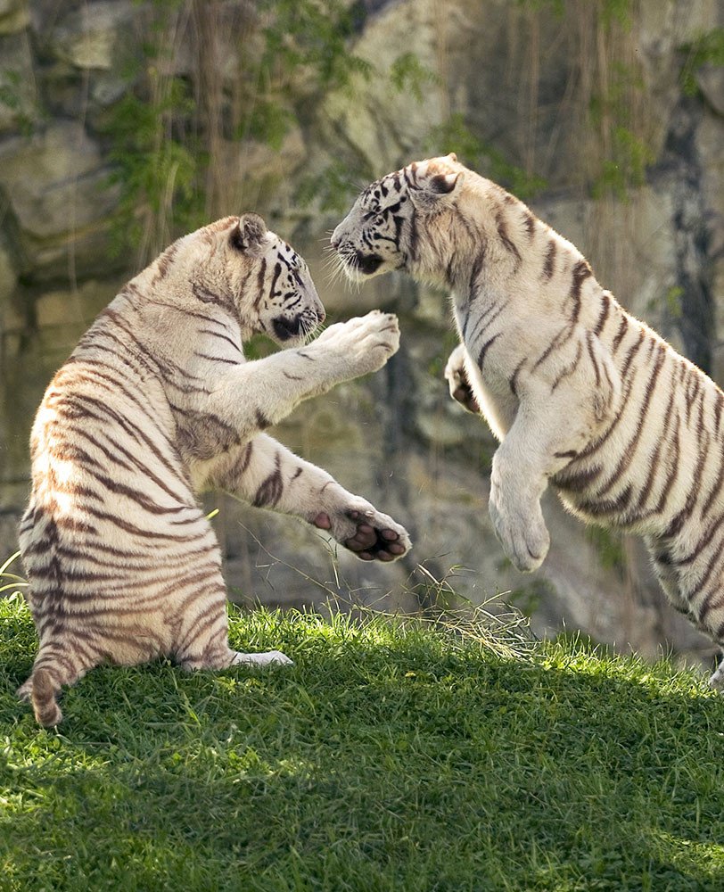Dos tigres de Temaiken jugando 